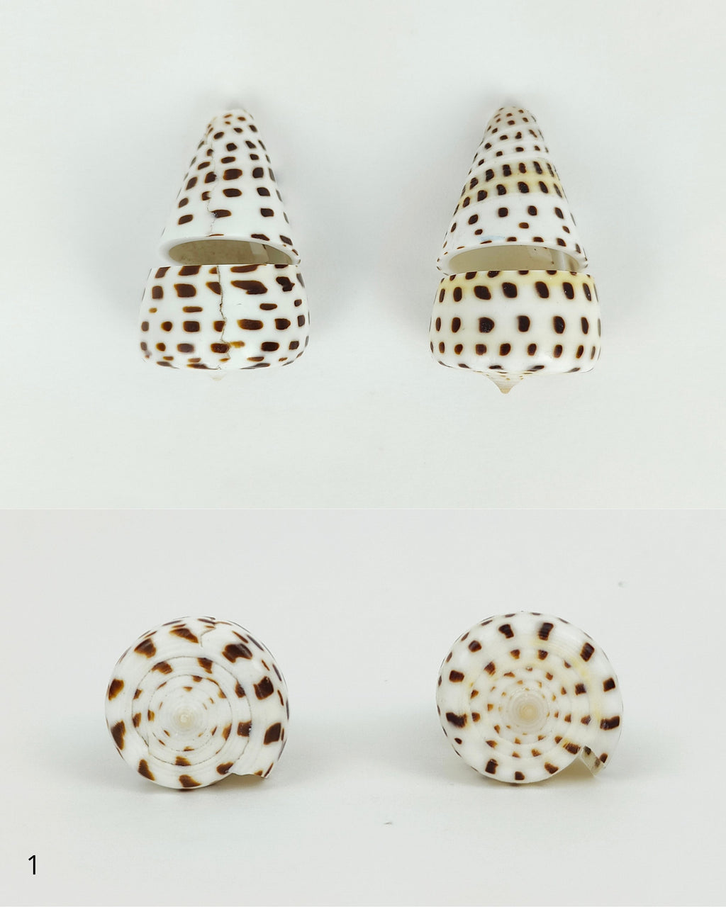 SHELL SUBENG STUDS