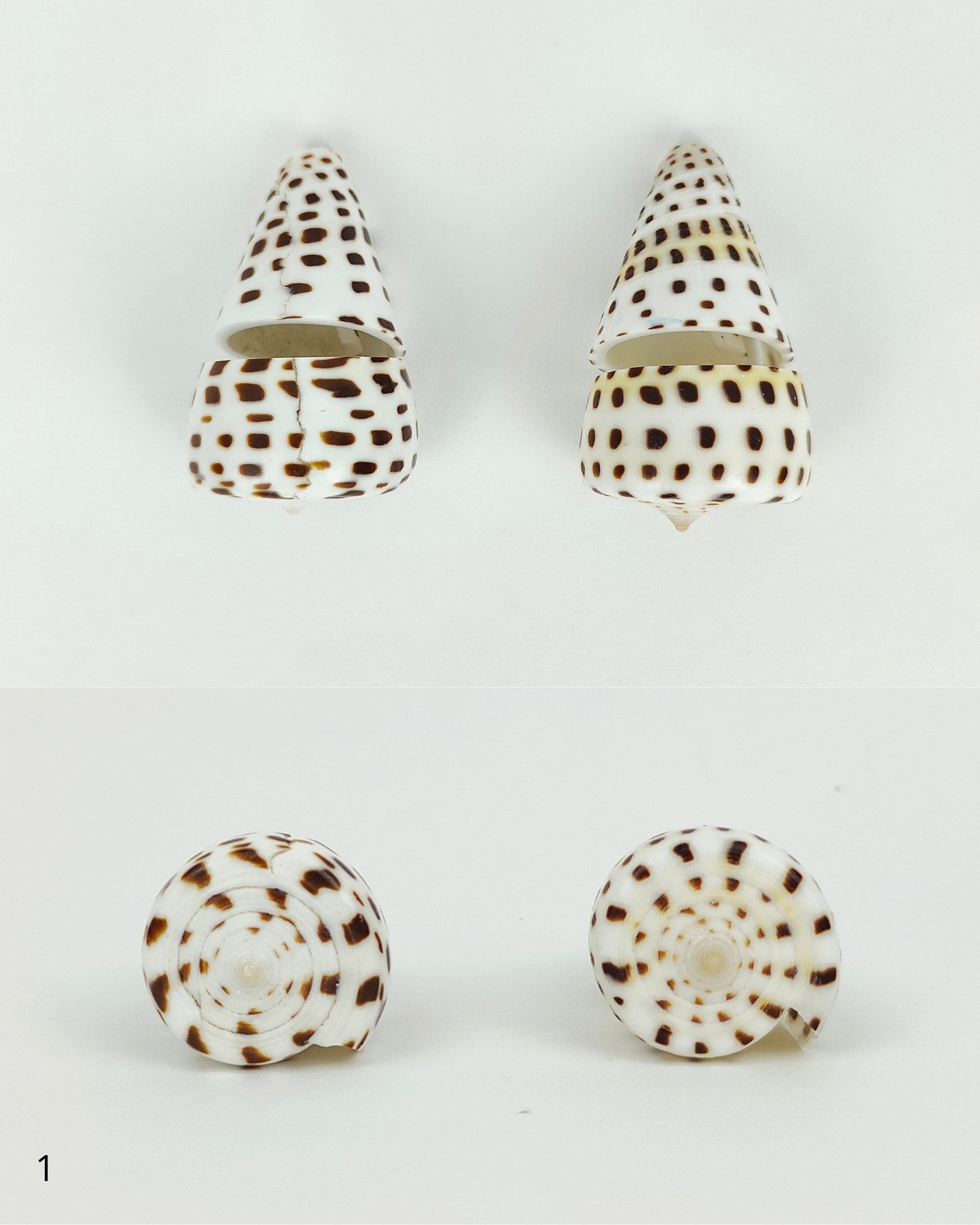 SHELL SUBENG STUDS