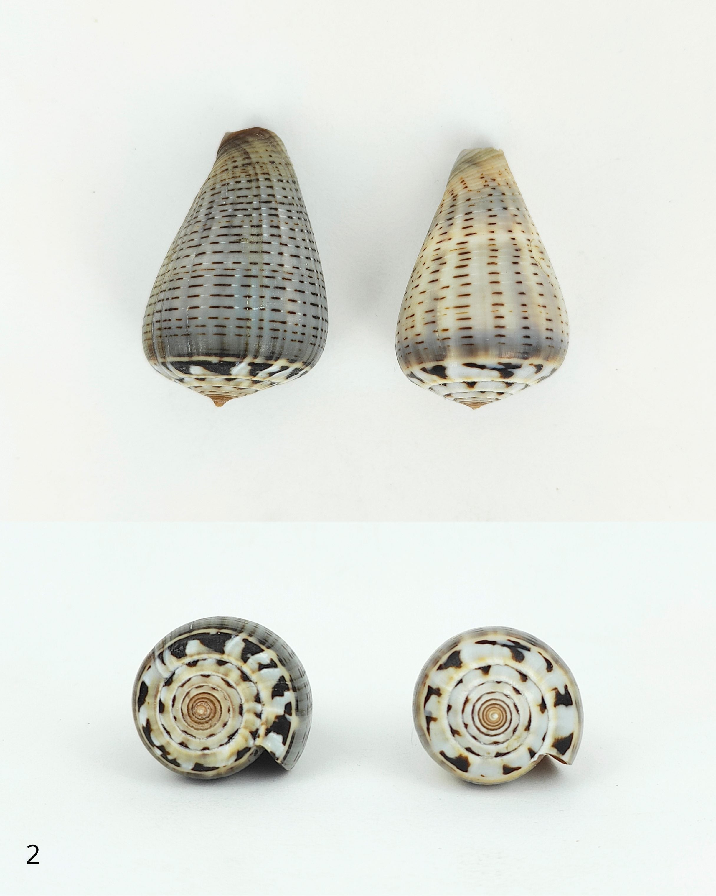 SHELL SUBENG STUDS