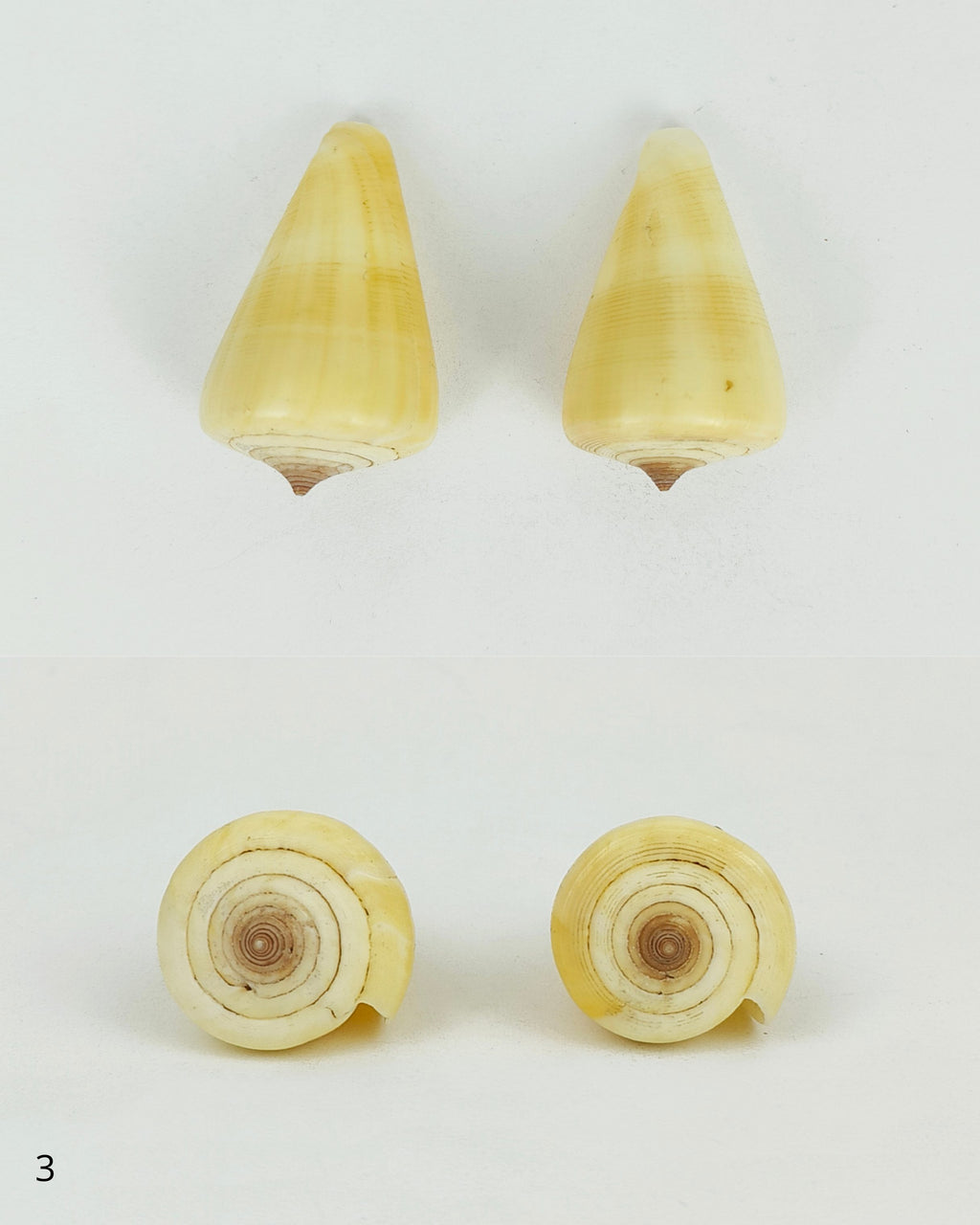 SHELL SUBENG STUDS