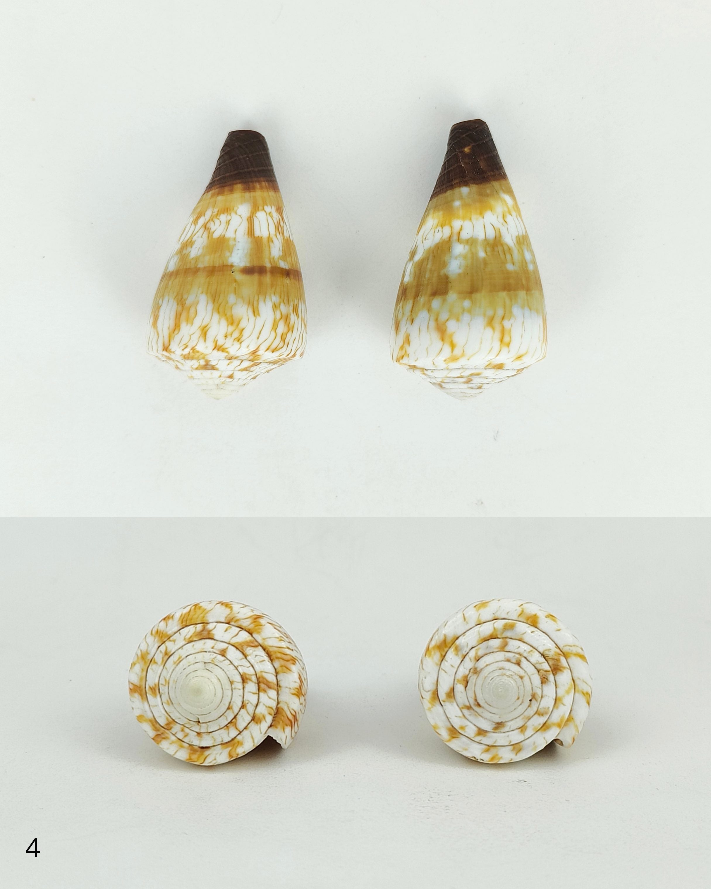 SHELL SUBENG STUDS