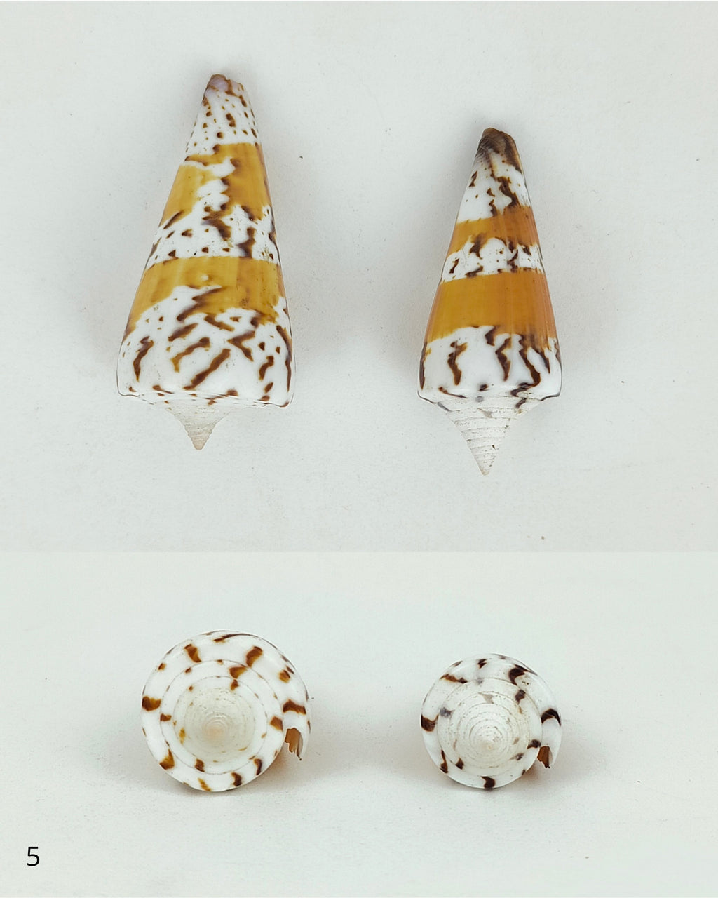 SHELL SUBENG STUDS