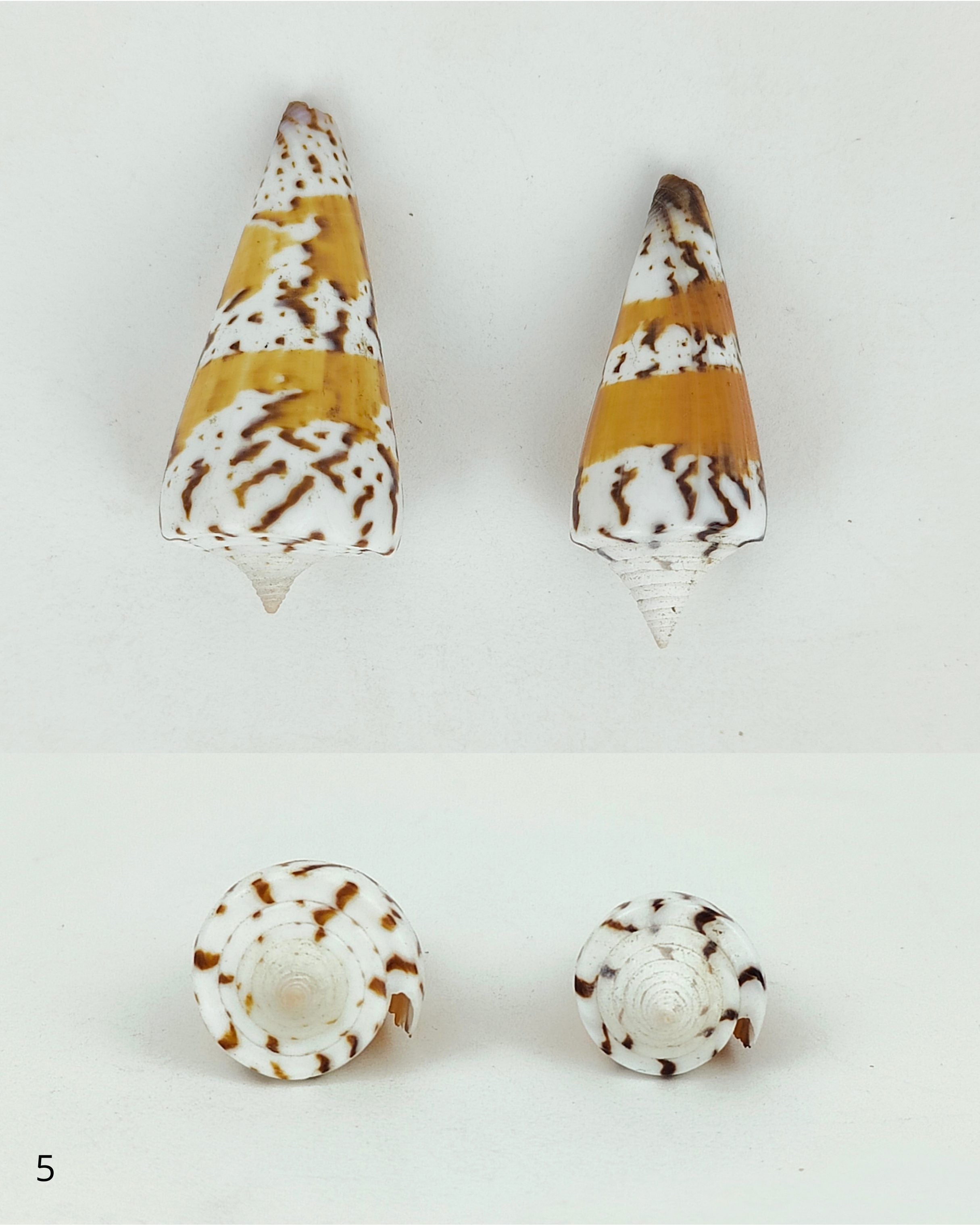 SHELL SUBENG STUDS