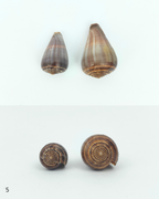 SHELL SUBENG STUDS pattern II