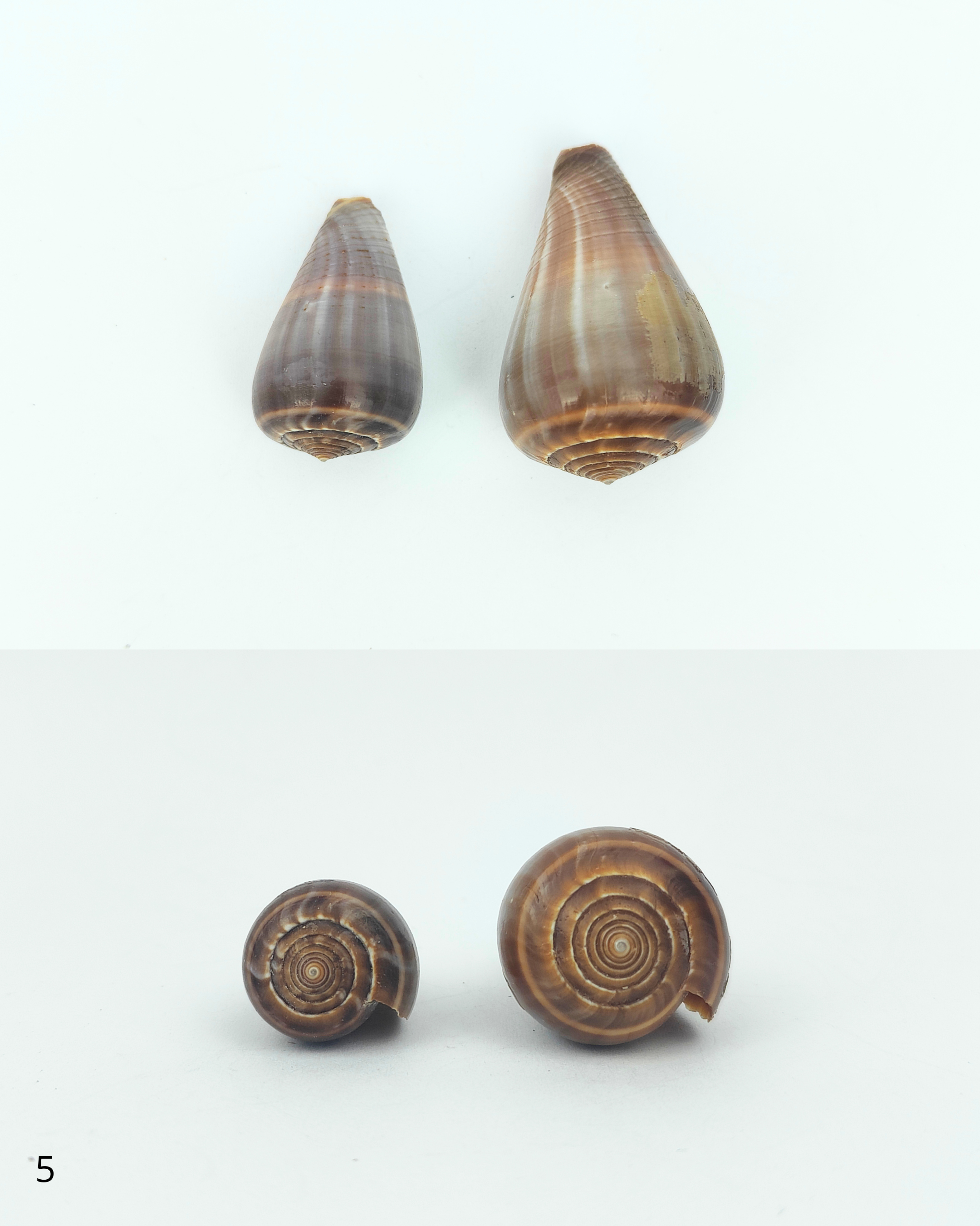 SHELL SUBENG STUDS