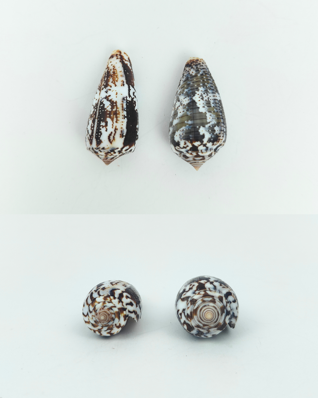 SHELL SUBENG STUDS