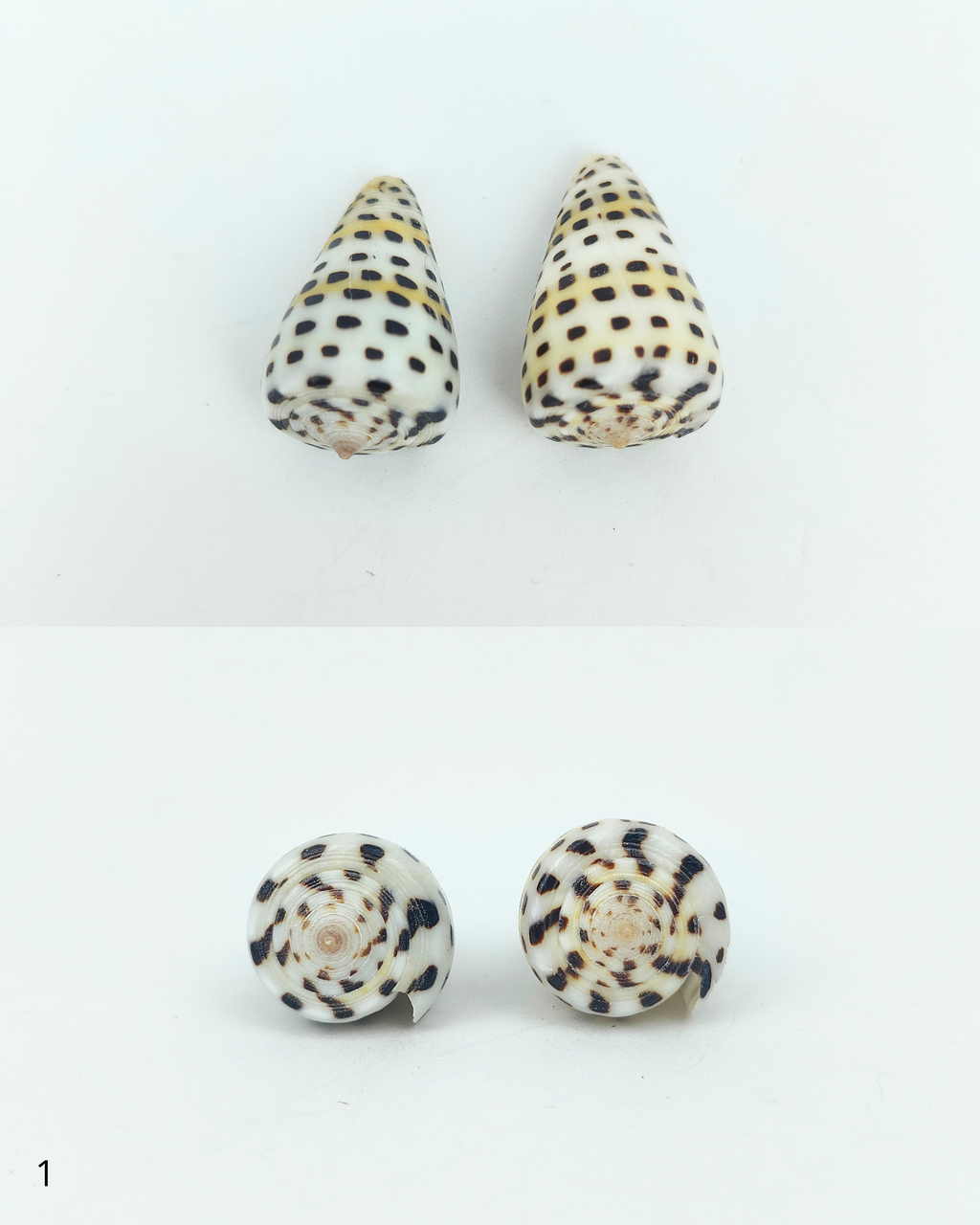 SHELL SUBENG STUDS